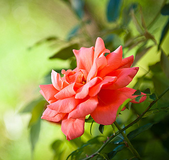 【离线完整版】永久使用的免费轰炸电话软件