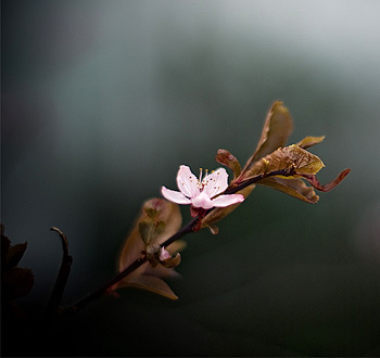 短信轰炸网页版