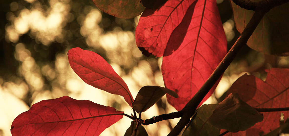 无限轰炸手机软件短信下载